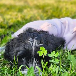 Girl 9 - Parti Goldendoodle puppy in Kenosha, Wisconsin from Madden Golden Doodles