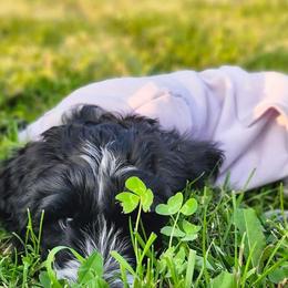 Girl 9 - Parti Goldendoodle puppy in Kenosha, Wisconsin from Madden Golden Doodles