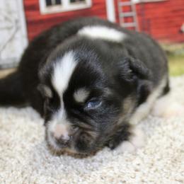 Black Tri 2 - Black tri female Miniature Australian Shepherd puppy in Ronan, Montana from Dirt Road Aussie’s of Montana