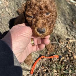 Orange Collar - Red  female Poodle puppy in Henagar, Alabama from Windy Oak Kennels