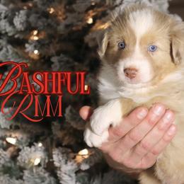 Bashful - Red merle male Australian Shepherd puppy in Keytesville, Missouri from Dogwood Lane Canine