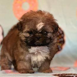 Mario - Gold and white male Shih Tzu puppy in Central, California from Ling Ling’s Shih Tzu