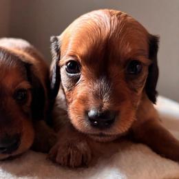 Patriot - Red male Dachshund puppy in Clarksdale, Mississippi from Bo Didley's Doxies