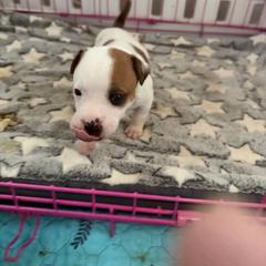 Milley - White and red female Staffordshire Bull Terrier puppy in Port Saint Lucie, Florida from Southern Staffies