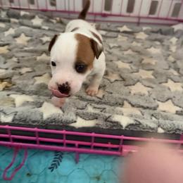 Milley - White and red female Staffordshire Bull Terrier puppy in Port Saint Lucie, Florida from Southern Staffies