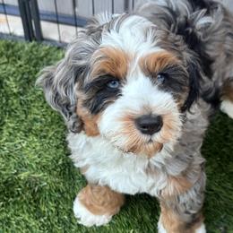 Blue colar - Blue merle male Bernedoodle puppy in Mesa, Arizona from Desert Sheepies and Doodles