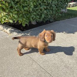 Dachshund Puppies from Ella's Mini Long Haired Dachshunds