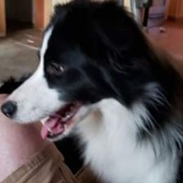 Tilly - Border Collie