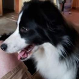 Tilly - Border Collie