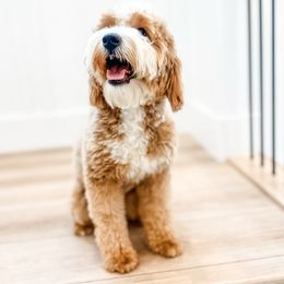 Monroe - Goldendoodle