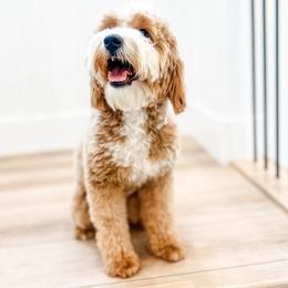 Monroe - Goldendoodle
