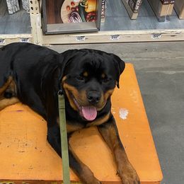 Rottweilers from Exemplar Rottweilers