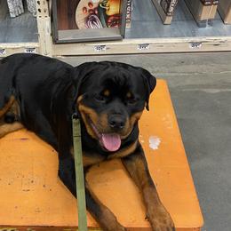 Rottweilers from Exemplar Rottweilers