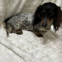 Molly - Dachshund