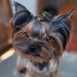 Sunny - Black and tan male Yorkshire Terrier puppy in Morgan Hill, California from Simply Perfect Yorkies