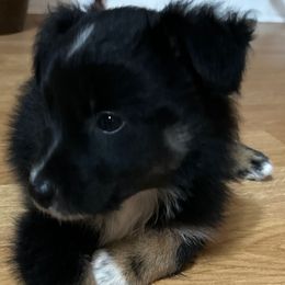 Green - Black tri-color male Australian Shepherd puppy in Butler, Georgia from Aussies at Howling Hill Farm