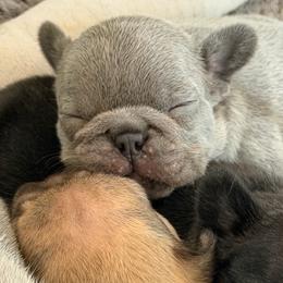 Lilac Brindle - Brindle male French Bulldog puppy in Harmony, North Carolina from Schuster Haus