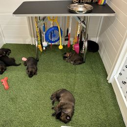 German Shepherd Puppies from 7OaksK9