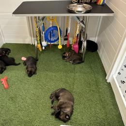 German Shepherd Puppies from 7OaksK9