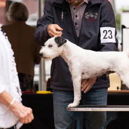 Parson Russell Terriers from spring canyon
