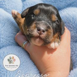 Espresso - male Australian Mountain Doodle puppy in Grand Rapids, Michigan from The Kindred K9