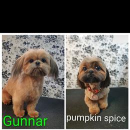 Shih Tzu puppies from Sunshine Shih tzus