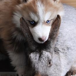 Pomsky Puppies from Foxfire Arctic Spitz