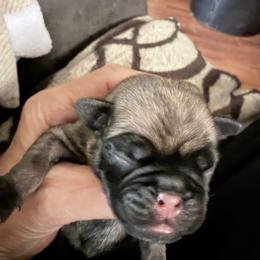 Boy 5 - male Pug puppy in Moorefield, West Virginia from Wratchford Farms