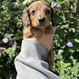 Nick Jonas - Chocolate and tan male Dachshund puppy in Huntingdon, Pennsylvania from Indian Creek Springers and Doxies