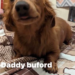 Buford - Dachshund
