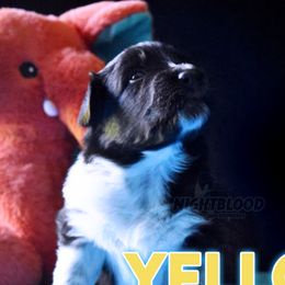 Boy 3 - Black Australian Shepherd puppy in Delta, Missouri from Nightblood Aussies