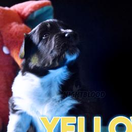 Boy 3 - Black Australian Shepherd puppy in Delta, Missouri from Nightblood Aussies