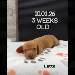 Latte - Red male Dachshund puppy in Goodyear, Arizona from AZ Low Life Doxies
