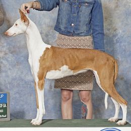 The Zit - Ibizan Hound