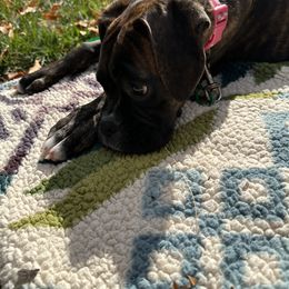 Boxer Puppies from Winchester Boxers