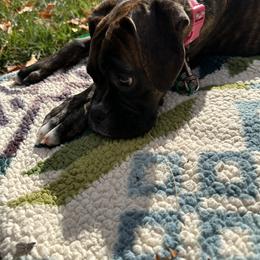 Boxer Puppies from Winchester Boxers