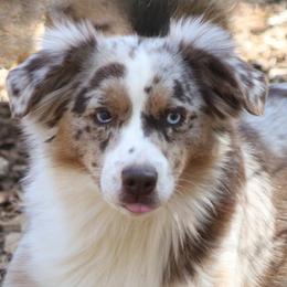 Dixie - Miniature Australian Shepherd
