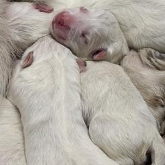 Girl 2 - White male Great Pyrenees puppy in Carbon, Indiana from Patriot Farm & Forestry