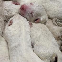Girl 2 - White male Great Pyrenees puppy in Carbon, Indiana from Patriot Farm & Forestry