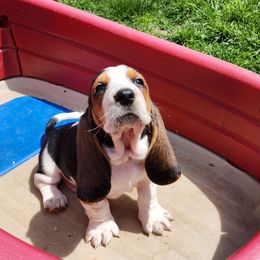 Basset Hounds from Riley Bassett Hounds