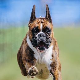 Boxers from Stonewall Boxers