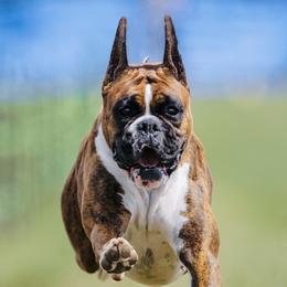 Boxers from Stonewall Boxers