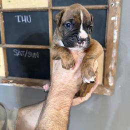 Duke - Brindle male Boxer puppy in Rochester, Washington from Holly's Boxers of Rochester