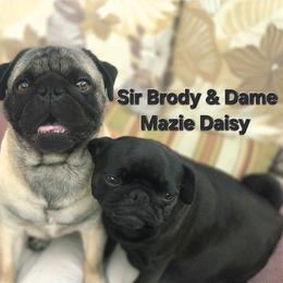 Pug puppies from Snuggle Pugs