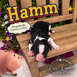 Hamm - Black and white male Sheepadoodle puppy in Ashton, Idaho from Kerr Kanine Ranch