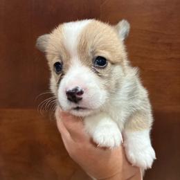 Cloud - Red female Pembroke Welsh Corgi puppy in Delton, Michigan from CorGizmo