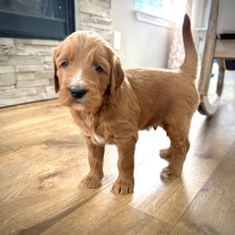 Goldendoodle Puppies from Hilltop Goldendoodles