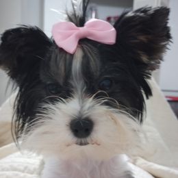 Lola - Yorkshire Terrier