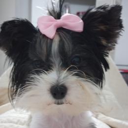 Lola - Yorkshire Terrier