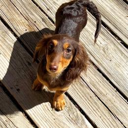 AKC Love - Chocolate and tan female Dachshund puppy in Christiansburg, Virginia from Little Legs Luxury Dachshunds LLC